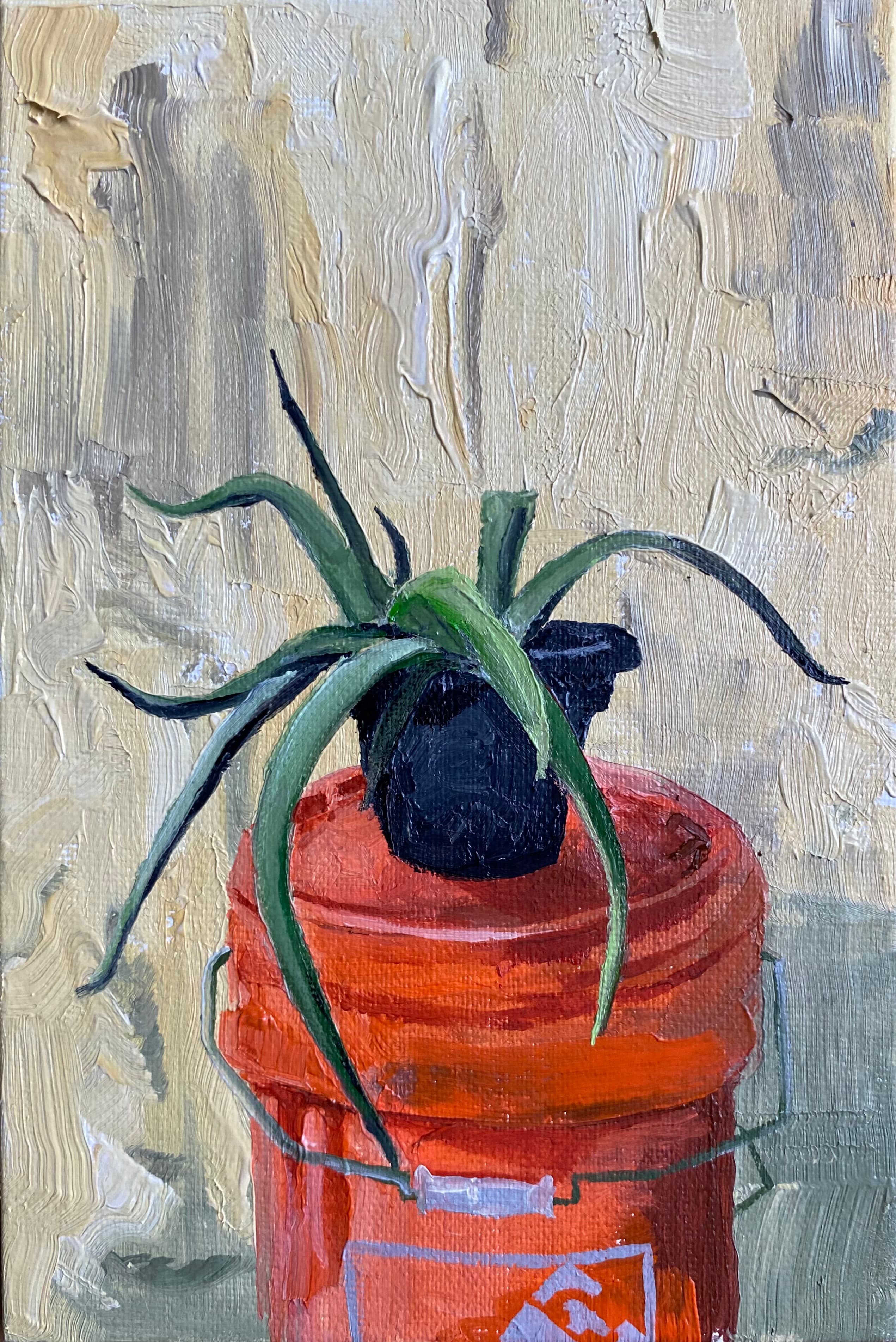 Plant Study